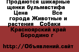 Продаются шикарные щенки бульмастифа › Цена ­ 45 000 - Все города Животные и растения » Собаки   . Красноярский край,Бородино г.